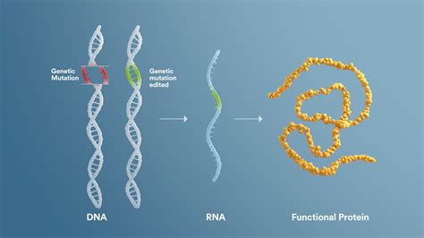 The Science Behind Our Precision Genetic Medicine Platforms | Sarepta ...