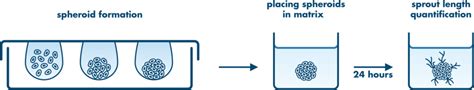 Angiogenesis Assay Service for Drug Discovery | Reaction Biology