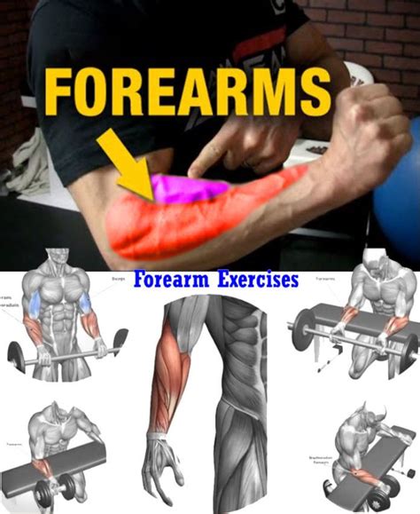 Exercises Forearms | Forearm workout, Best forearm exercises, Shoulder ...