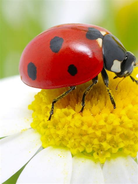 Real Colorful Ladybugs