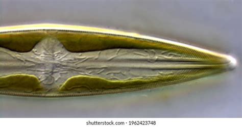 53 Pennate Diatoms Images, Stock Photos & Vectors | Shutterstock