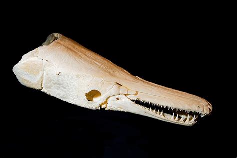 Gar Fish Skull Photograph by Millard H. Sharp - Pixels