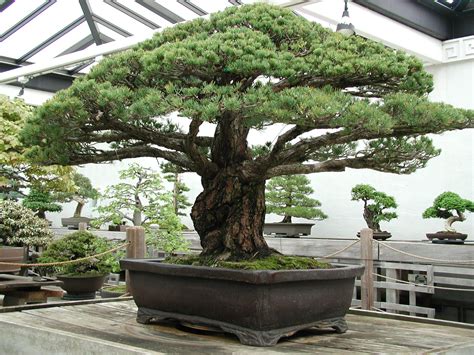 Nearly 400-Year-Old Bonsai Tree that survived the Hiroshima Blast ...