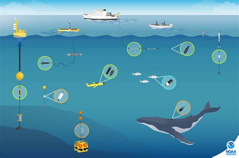 Passive Acoustic Cetacean Map | NOAA Fisheries