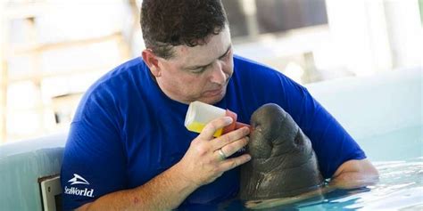 This Baby Manatee Is Lucky