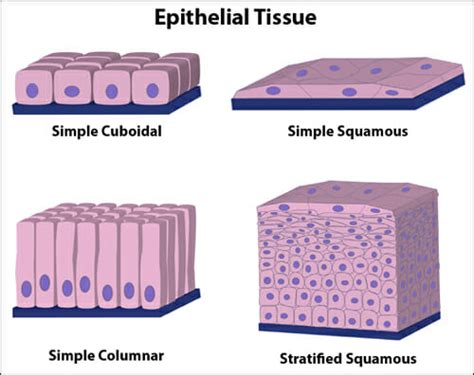 Epithelial Tissues - Types of Epithelial Tissues - The Nurse Page