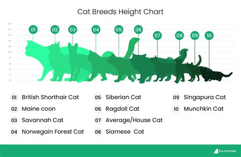 Siberian Cat Size Compared to Other Cats (With Pictures) - Catster