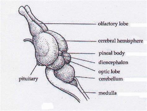 Diagram Of A Shark Brain - diagramwirings