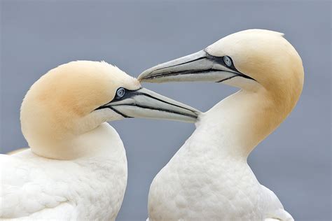 Pair Bonding in the Animal Kingdom – Marriage