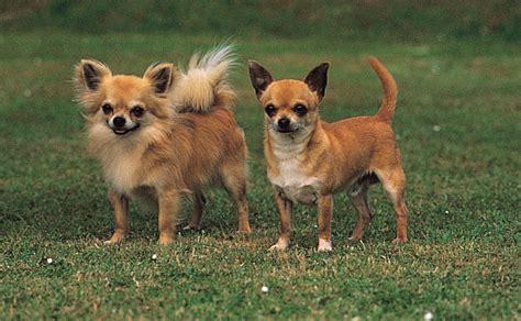 Chihuahua dog | Description, Temperament, Images, & Facts | Britannica