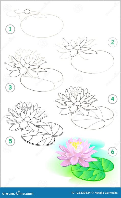 Page Shows How To Learn Step By Step To Draw A Water Lily Flower ...