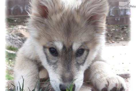 Giant: Wolf Hybrid puppy for sale near Tampa Bay Area, Florida ...