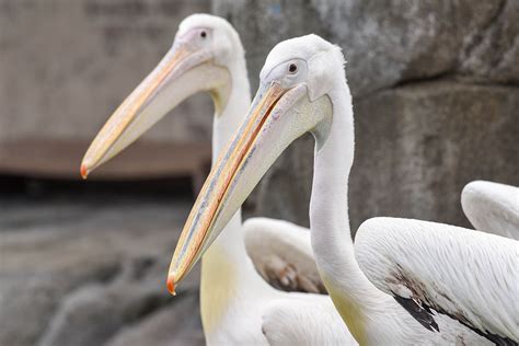 Maryland Zoo Welcomes Two Great White Pelican | The Maryland Zoo