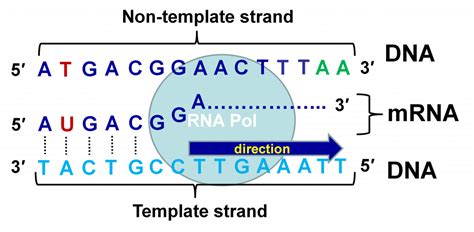 What Is The Template For Mrna