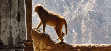 Galta Ji Jaipur Monkey Temple