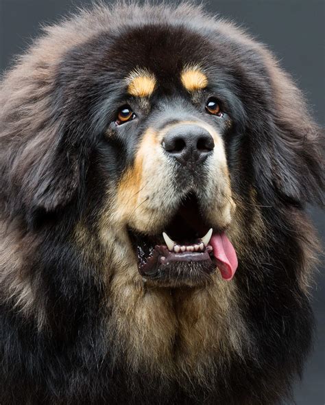 Mountain Dog Breeds – The Massive Pup That Could Be Your New Pet