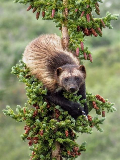 Wolverine | Animali e animali da compagnia, Animali