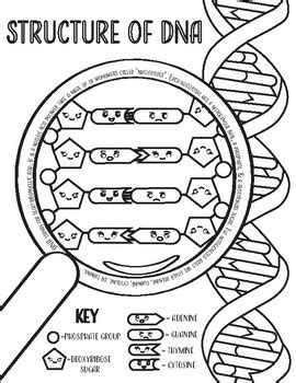 DNA Structure Coloring Page by Corvidae Coloring | TPT