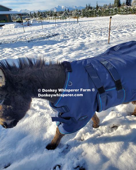 Miniature Donkey Blanket - Donkey Whisperer Farm