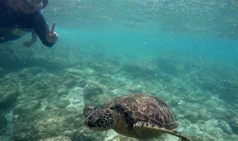 Apo Island Snorkeling Tour