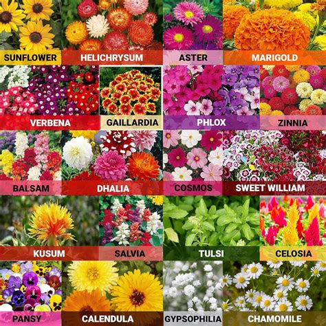 Leafy Tales 20 Varieties of Summer & Winter Flower Seeds (Multicolour ...