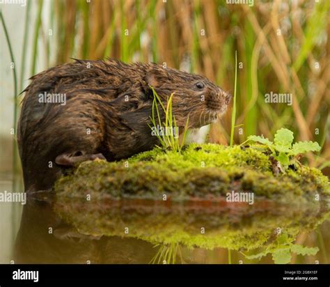 European Water Vole Stock Photo - Alamy