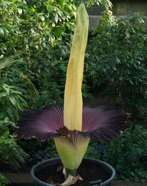 The giant, pongy plant: Titan arum | Kew