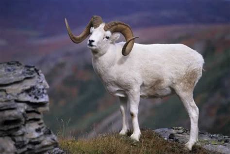 Dall Sheep Facts, Size, Color, Diet, Habitat, and Pictures