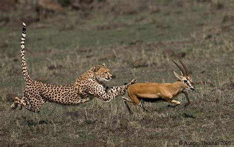 Cheetah Eating Gazelle