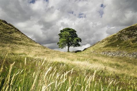 Sycamore Gap Hadrian's Wall Photograph by Chris Frost