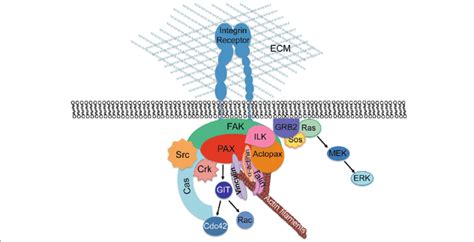 Paxillin at focal adhesions. As a major component of FAs, the ...