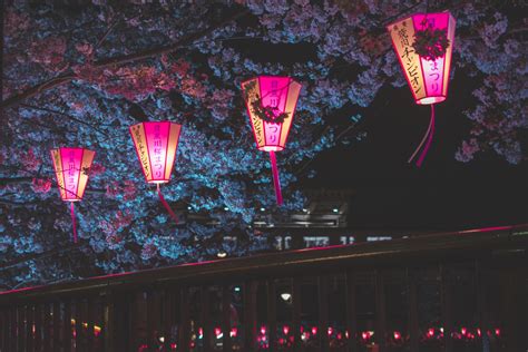 Japan Night Cherry Blossom Trees Lantern Glowing Night, HD Photography ...