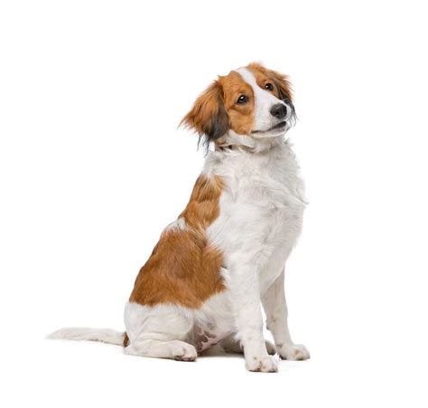 Kooikerhondje | Dog Breed Info And Characteristics