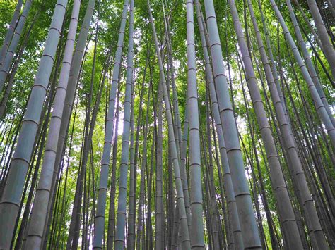 Arashiyama Bamboo Grove – Little Khayee