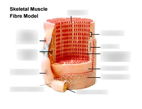 Skeletal Muscle Cell Model Labeled