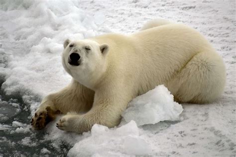 Polar bears are inbreeding due to melting sea ice, posing risk to ...