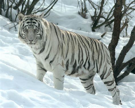 White Siberian Tiger Cubs In Snow | Amazing Wallpapers