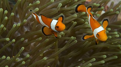 Clownfish Facts - Great Barrier Reef Foundation - Great Barrier Reef ...