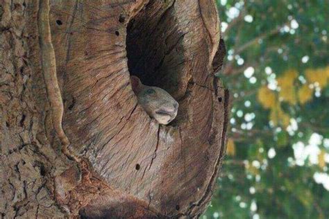 What Do Squirrel Nests Look Like & How Do They Build Them?