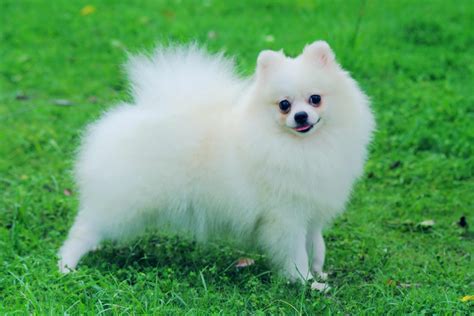 Pomeranian Dog Breed » Information, Pictures, & More