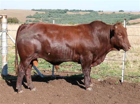 Bonsmara Bull GEL11-76 | Bull, Portfolio, South africa