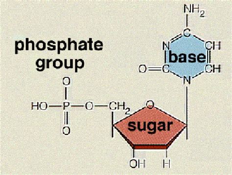 Phosphate Group Diagram