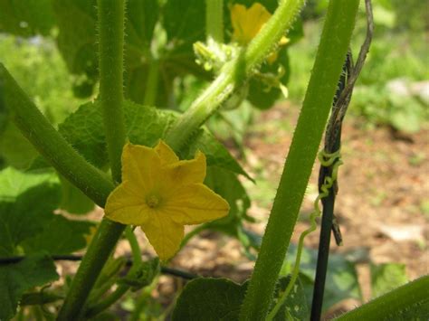 Hand Pollinating Cucumbers: Tips For Cucumber Plant Pollination ...