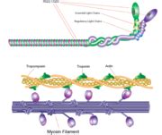 Myosin - Proteopedia, life in 3D