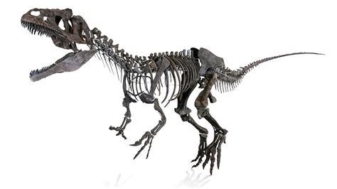 Allosaurus on the auction block | Science | AAAS