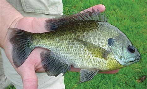 Bluegill | You may use this photograph for educational, non-… | Flickr