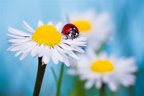 ♥ ladybug and daisies...two of my favorite things! | Amazing ...