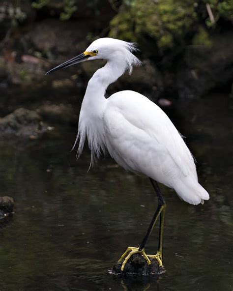 Egret - A-Z Animals