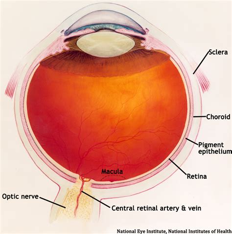 Diabetic Retinopathy for Medical Students. EyeRounds.org ...