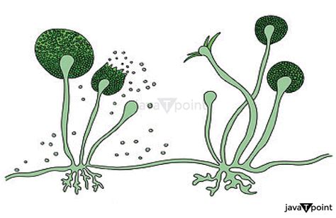 Spore Formation Definition - JavaTpoint